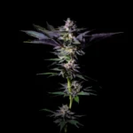 GRATEFUL SEEDS - ROTTEN RAINBOW FEM (LIMITIERTE AUFLAGE)