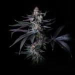 GRATEFUL SEEDS - SATZUMA REVENGE FEM (LIMITED EDITION)