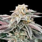 GRATEFUL SEEDS - SOUR BURGER FEM (ORIGINAL EDITION)