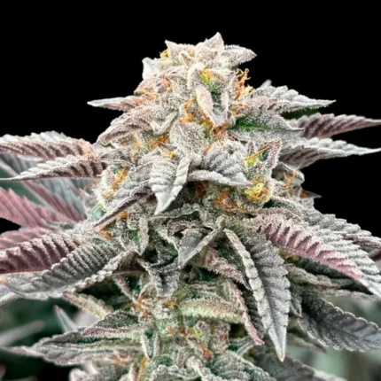 GRATEFUL SEEDS - SOUR BURGER FEM (ORIGINAL EDITION)