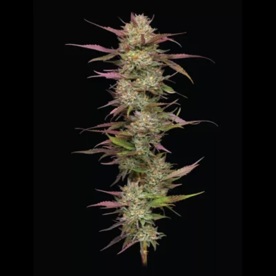 HUMBOLDT SEEDS COMPANY - BLUEBERRY PANCAKES FEM - immagine 2