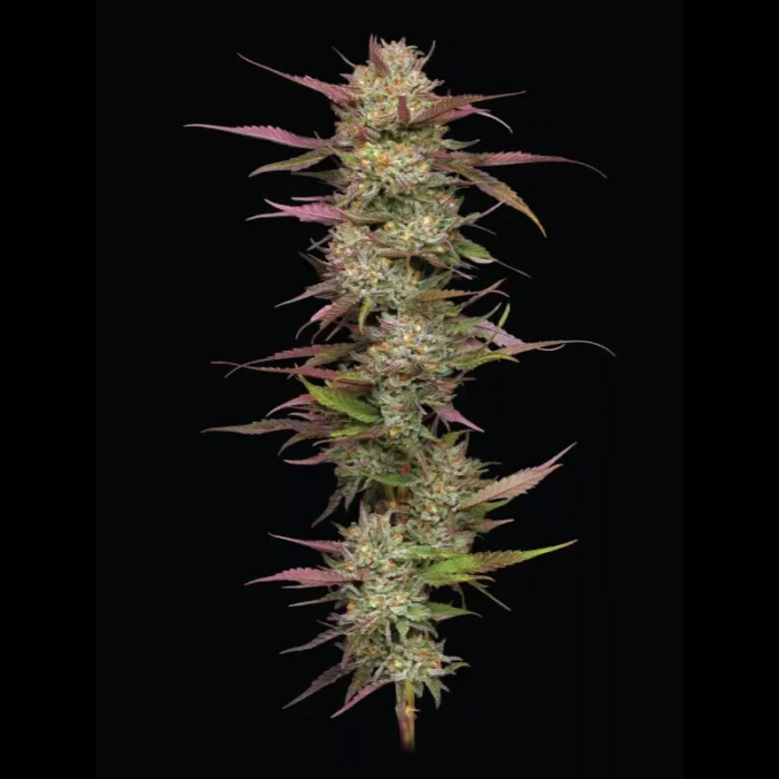 HUMBOLDT SEEDS COMPANY - BLUEBERRY PANCAKES FEM - Image 2