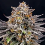 RIPPER SEEDS - CANDYGAZ FEM