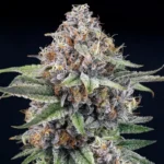 RIPPER SEEDS - EYEBALLZ FEM