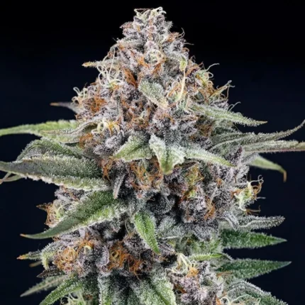 RIPPER SEEDS - EYEBALLZ FEM