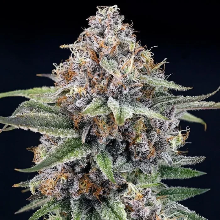 RIPPER SEEDS - EYEBALLZ FEM - Image 1