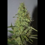 SEEDSALAD - AMNESIA FEM