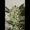 SEEDSALAD - AUTO AK XXL FEM