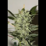 SEEDSALAD - AUTO AK XXL FEM