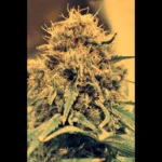 SEEDSALAD - AUTO AMNESIA LEMON FEM