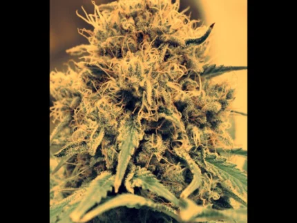 SEEDSALAD - AUTO AMNESIA LEMON FEM