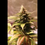 SEEDSALAD - AUTO BANANA ICE CREAM (SOUCHE USA)