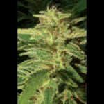 SEEDSALAD - AUTO BIG BUD FEM
