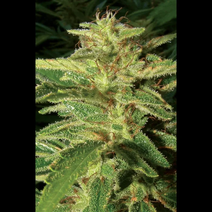 SEEDSALAD - AUTO BIG BUD FEM - immagine 1