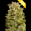 SEEDSALAD - AUTO CARAMEL BUD FEM