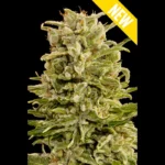 SEEDSALAD - AUTO CARAMEL BUD FEM