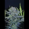 SEEDSALAD - AUTO CHEESE XXL FEM