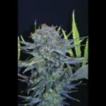 SEEDSALAD - AUTO CHEESE XXL FEM