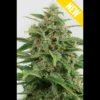 SEEDSALAD - AUTO CRITICAL 2.0 XXL FEM