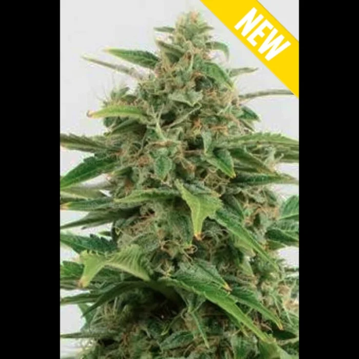 SEEDSALAD - AUTO CRITICAL 2.0 XXL FEM - immagine 1