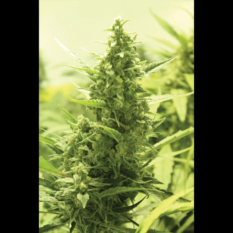 SEX_auto_critical_plant.webp SEEDSALAD - AUTO CRITICAL FEM - Image 1