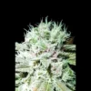 SEEDSALAD - AUTO ICE CREAM SKUNK FEM (USA STRAIN)