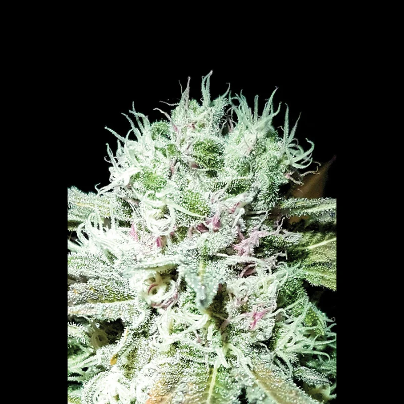 SEX_auto_gelato_skunk_plant.webp SEEDSALAD - AUTO ICE CREAM SKUNK FEM (USA STRAIN) - Image 1