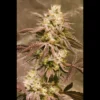 SEEDSALAD - AUTO GORILLA SKIT FEM (USA STRAIN)