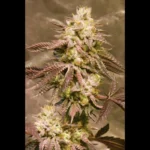 SEEDSALAD - AUTO GORILLA SKIT FEM (USA STRAIN)