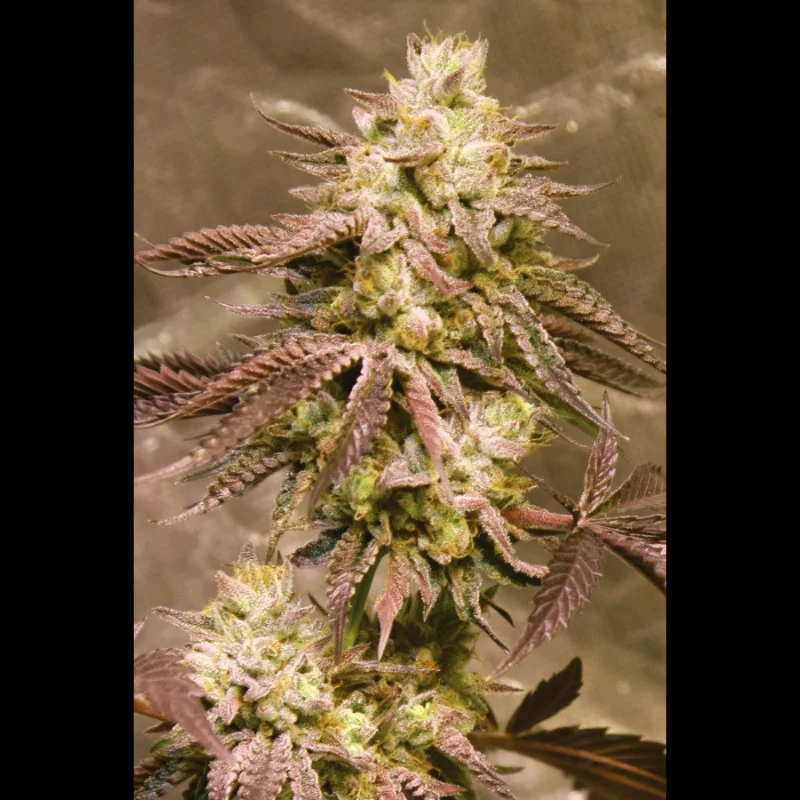 SEX_auto_gorilla_zkit_plant.webp SEEDSALAD - AUTO GORILLA SKIT FEM (USA STRAIN) - immagine 1