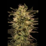 SEEDSALAD - AUTO GREEN PARADISE FEM