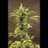 SEEDSALAD - AUTO HAZE FEM