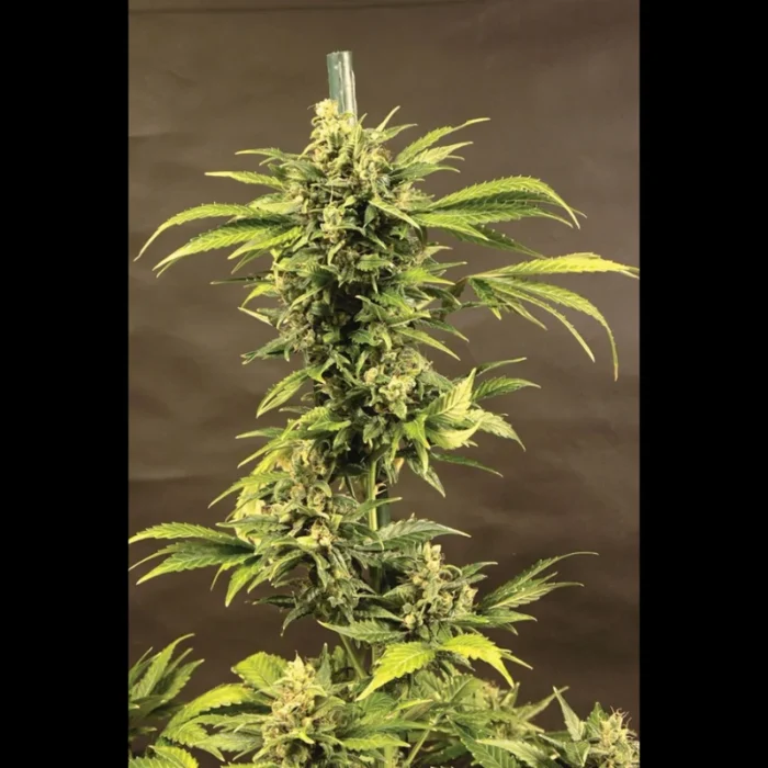 SEEDSALAD - AUTO HAZE FEM - Image 1