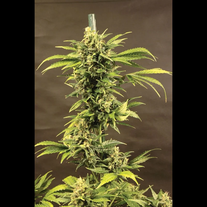 SEX_auto_haze_plant.webp SEEDSALAD - AUTO HAZE FEM - Image 1