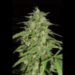 SEEDSALAD - AUTO JACK HERER FEM