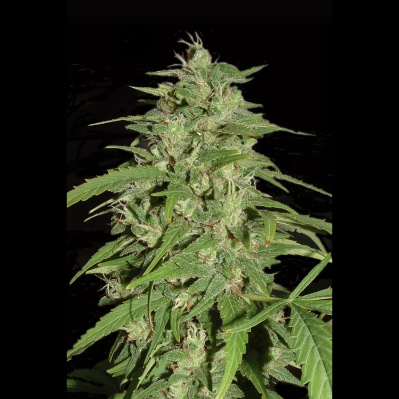 SEX_auto_jack_herer_plant.webp SEEDSALAD - AUTO JACK HERER FEM - immagine 1