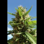 SEEDSALAD - AUTO LIMON HAZE FEM