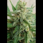 SEEDSALAD - AUTO MANDARINA FEM