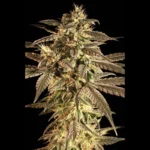 SEEDSALAD - AUTO MAXI CLOUD FEM