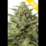 SEEDSALAD - AUTO MOBY DICK XXL FEM