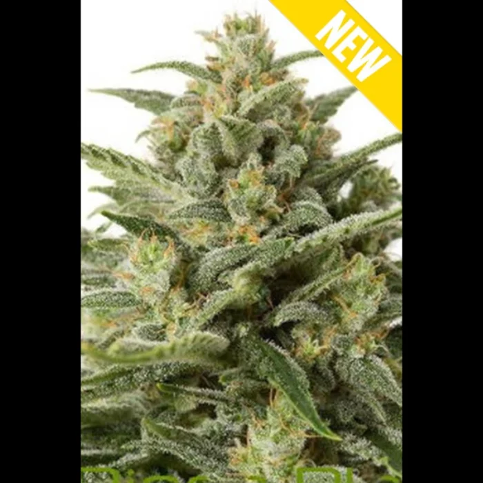 SEEDSALAD - AUTO MOBY DICK XXL FEM - immagine 1