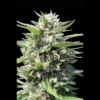 SEEDSALAD - AUTO NORTHERN LIGHT FEM