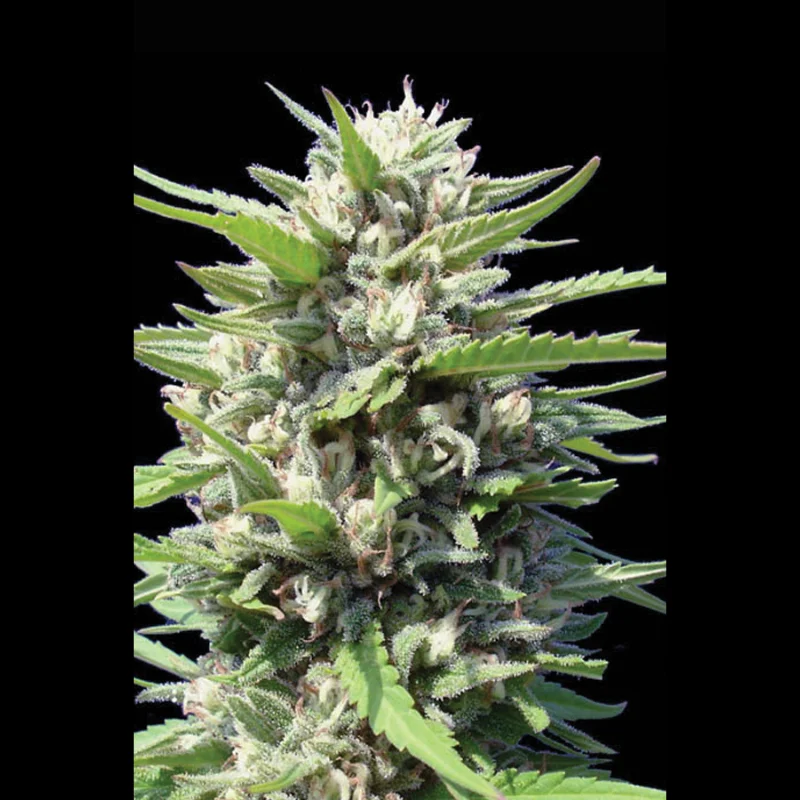 SEX_auto_northern_light_plant.webp SEEDSALAD - AUTO NORTHERN LIGHT FEM – Image 1