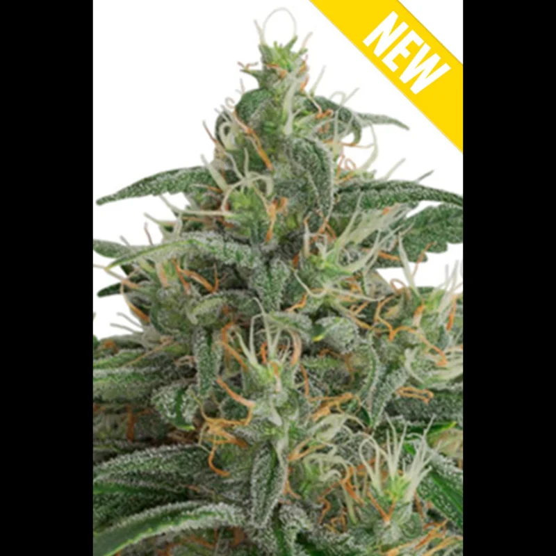 SEX_auto_og_kush_xxl_plant.webp SEEDSALAD - AUTO OG KUSH XXL FEM - Image 1