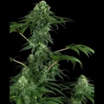 SENSI SEEDS RESEARCH - 420 PUNCH FEM | 3 SEMENCES Disponible dans la limite des stocks disponibles