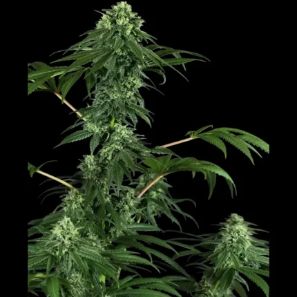 SENSI SEEDS RESEARCH - 420 PUNCH FEM | 3 SEMENCES Disponible dans la limite des stocks disponibles