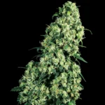 SENSI SEEDS BANK - SKUNK #1 FEM