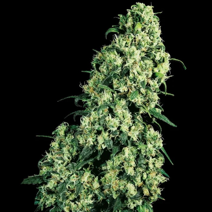 SENSI SEEDS BANK - SKUNK #1 FEM – Bild 1