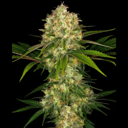 SENSES SEEDS BANK - AFGHANI #1 FEM
