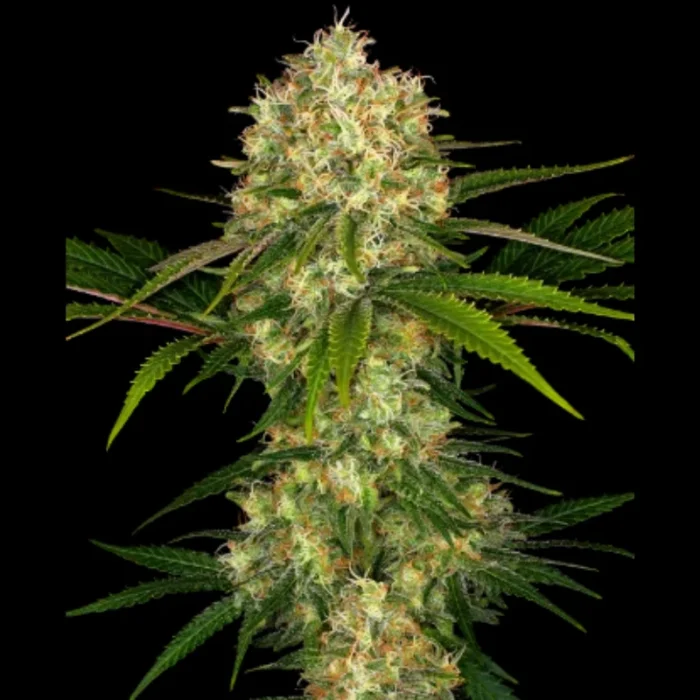 SENSI SEEDS BANK - AFGHANI #1 FEM - immagine 1